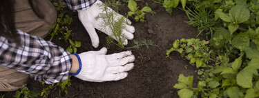 Qué plantar este mes en el huerto para aprovechar el cambio de estación y tener una cosecha abundante en primavera
