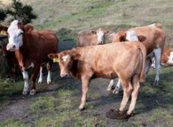 Nueva Zelanda padece flatulencias animales