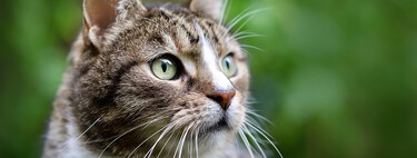El gato común europeo, la raza omnipresente que no fue reconocida oficialmente hasta los años 80 