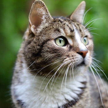 El gato común europeo, la raza omnipresente que no fue reconocida oficialmente hasta los años 80 