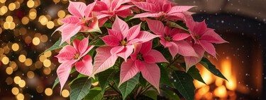 Princettia: conoce a la prima de la Nochebuena y aprende a cuidarla para que dure hasta Navidad