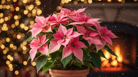 Princettia: conoce a la prima de la Nochebuena y aprende a cuidarla para que dure hasta Navidad