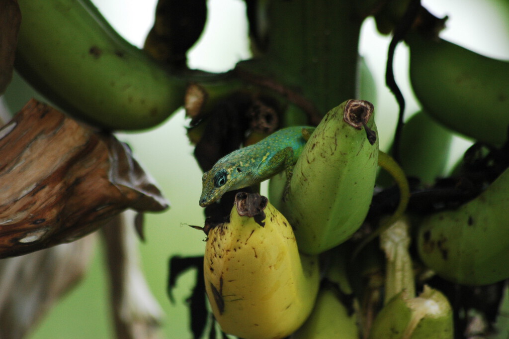 En 1973 Francia esparció 300 toneladas de pesticida para salvar su plátano. Sin saberlo, condenó dos islas del Caribe durante siglos