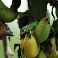 En 1973 Francia esparció 300 toneladas de pesticida para salvar su plátano. Sin saberlo, condenó dos islas del Caribe durante siglos