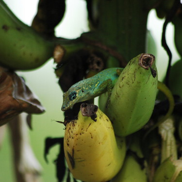 En 1973, Francia esparció 300 toneladas de pesticida prohibido para salvar su plátano. Condenó dos islas del Caribe para siglos