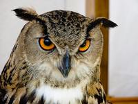 Trabajadores de día, emprendedores de noche