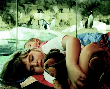 Faunia ofrece a los peques una experiencia mágica durmiendo junto a los pingüinos el próximo 14 de mayo