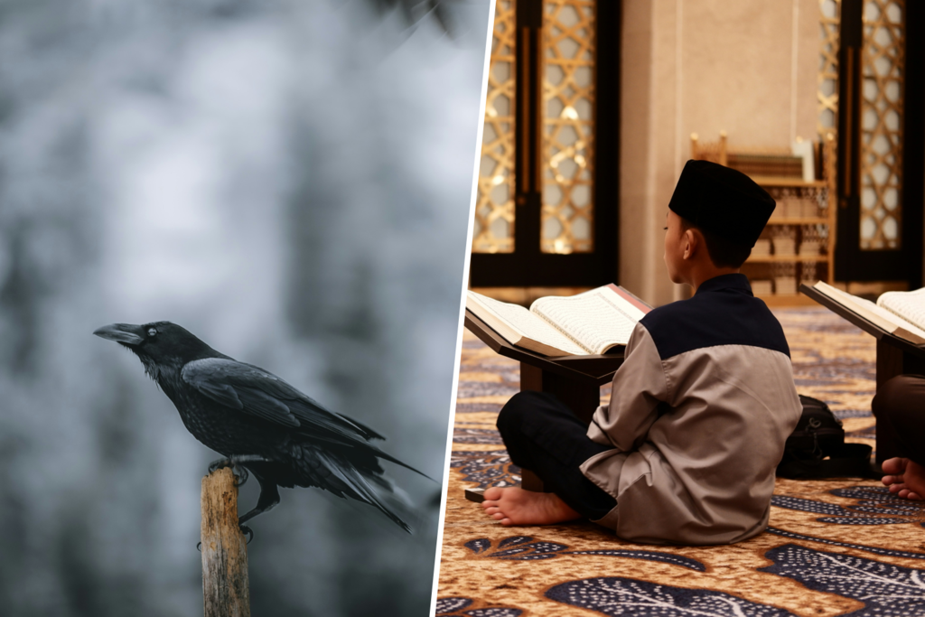 Libia ha decidido que todo el peso de la ley islámica debe caer sobre un cosa en concreto: los cuervos 