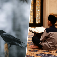 Libia ha decidido que todo el peso de la ley islámica debe caer sobre un cosa en concreto: los cuervos 