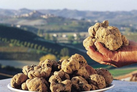 ¿Por qué la trufa blanca puede costar hasta 3.000 euros el kg?