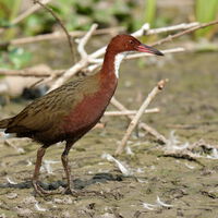 El pájaro que se extinguió por un cataclismo y la evolución decidió "fabricar" de nuevo milenios después