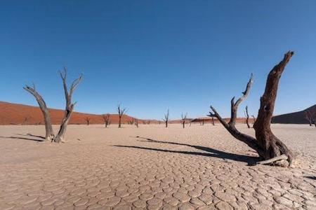 El bosque petrificado de Dead Vlei y otros bosques petrificados