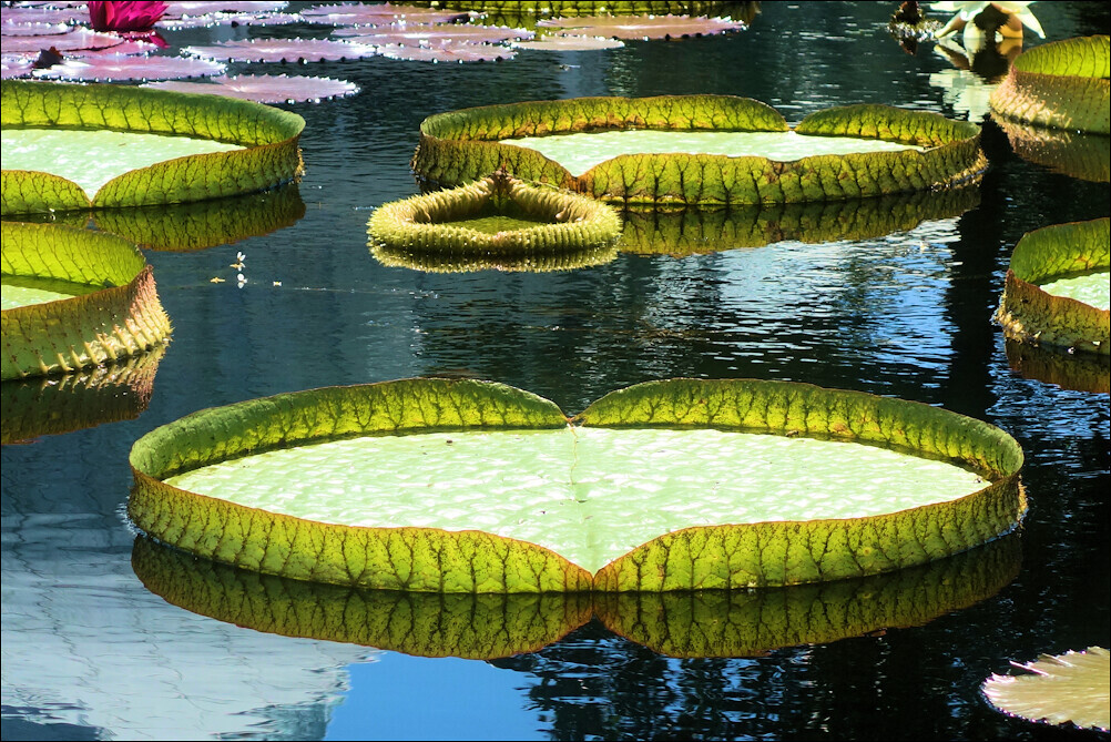 Hemos descubierto la especie de nenúfar más grande del mundo. Llevaba 177 años delante de nuestras narices