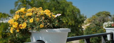 Estas tres plantas colgantes con flor son resistentes y fáciles de cuidar: la solución para transformar tu balcón con poco esfuerzo 
