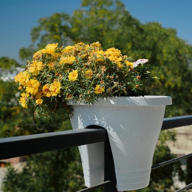 Tres plantas colgantes con flor para dar vida a las paredes de tu terraza o del balcón: son resistentes y fáciles de cuidar 
