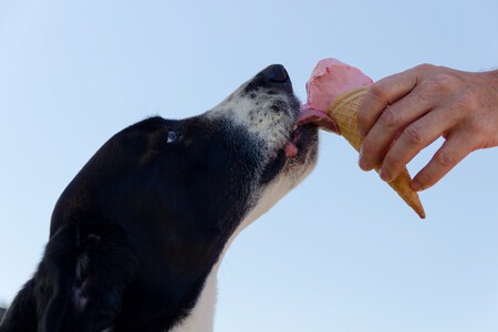 Un perro comiendo helado