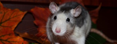 Las ratas no se merecen su mala fama (pero nunca digas esto en alto en Nueva York)