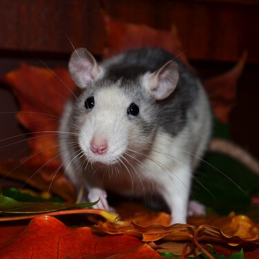 Las ratas no se merecen su mala fama (pero nunca digas esto en alto en Nueva York)