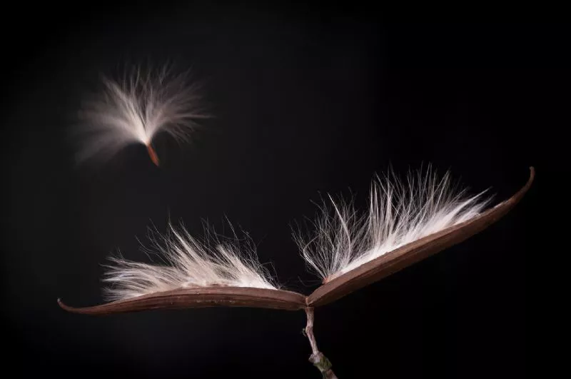 Foto de Mundo Vegetal (7/10)