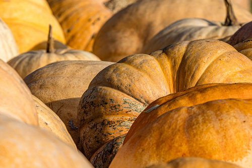 Getty Images/picture alliance