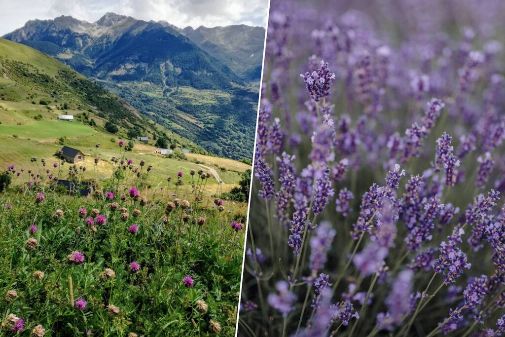 Aragón tiene la cura para las tierras abandonadas de los Pirineos: cultivar hierbas medicinales