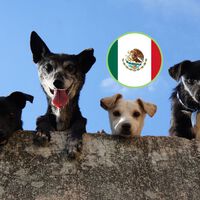 México por fin tendrá un registro nacional de mascotas y nuevas reglas para proteger a los animales: no sólo a perros y gatos 