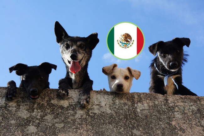 Mexico Aprueba Ley Bienestar Animal Xataka Mexico
