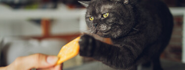 Esta receta fácil y barata de galletas le encantará a tu gato 