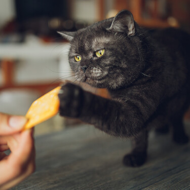 Esta receta fácil y barata de galletas le encantará a tu gato 