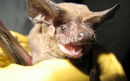 Se ha descubierto que este animal es el más rápido del mundo en vuelo vertical