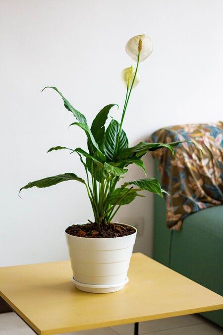 Planta que vive en casas oscuras