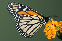 Los santuarios de las mariposas monarca