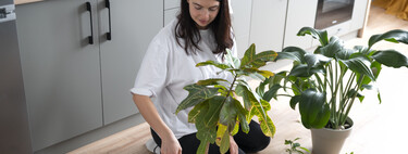 Los expertos las recomiendan: cuatro plantas casi inmortales que necesitan poco cuidado y dan color a tu cocina 