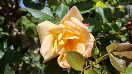 Foto realizada con el Samsung Galaxy S37