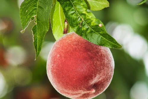Meolocotonero