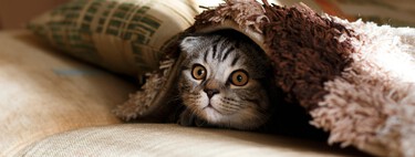 Gatos podem se comportar como líquidos — e a ciência prova isso por meio da física