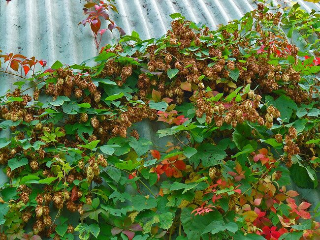 Humulus Lupulus 011