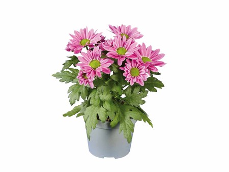 Mini Crisantemo Lidl