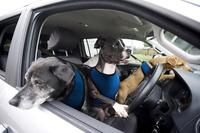 Volkswagen lanza su programa de entrenamiento para perros conductores
