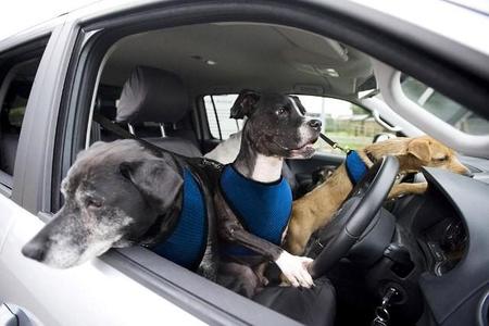 Volkswagen lanza su programa de entrenamiento para perros conductores