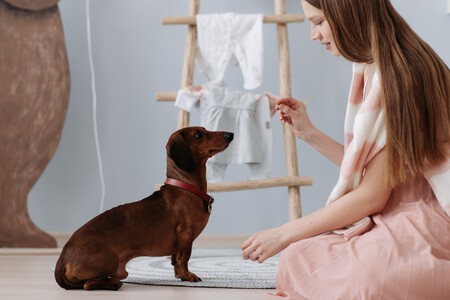 Un perro realizando un "sentado"