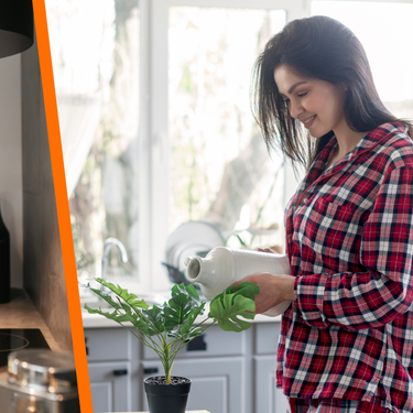 5 plantas que absorben la humedad y combaten el moho en tu cocina