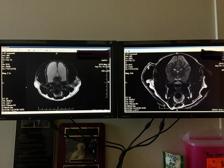ressonância magnética do cachorro