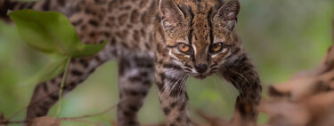 Descoberta histórica na ciência: cientistas identificam a primeira nova espécie de felino em 100 anos escondida na natureza