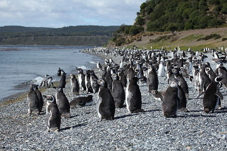 argentina pinguinos