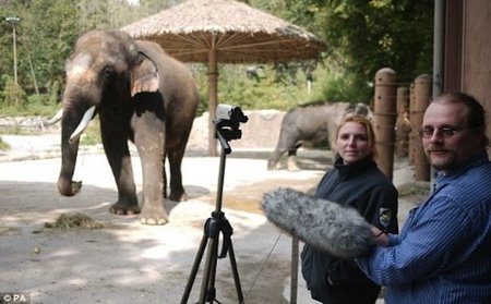 Koshik: el elefante que habla coreano