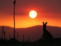 ¿Por qué Canberra es la capital de Australia?