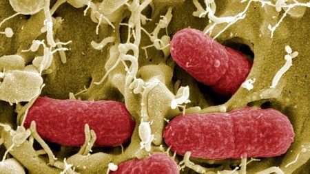 Podremos diagnosticar cáncer con un simple test de orina gracias a una bacteria transgénica