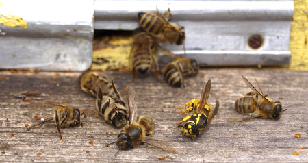 Se destruyen células cancerosas de mama en laboratorio gracias al veneno de la abeja
