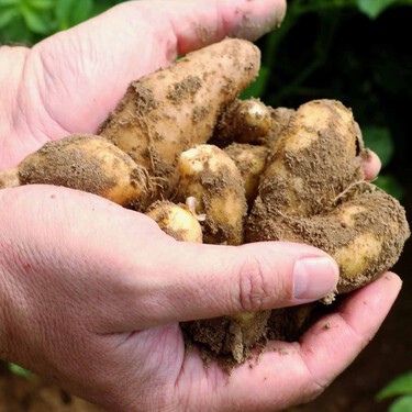 Como saben muchos chefs franceses, esta variedad de patata es la mejor para hacer puré 